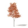 Alder 3D Model 3.3m - Image 7