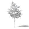 Alder 3D Model 2.3m - Image 2