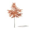 Alder 3D Model 2.3m - Image 3