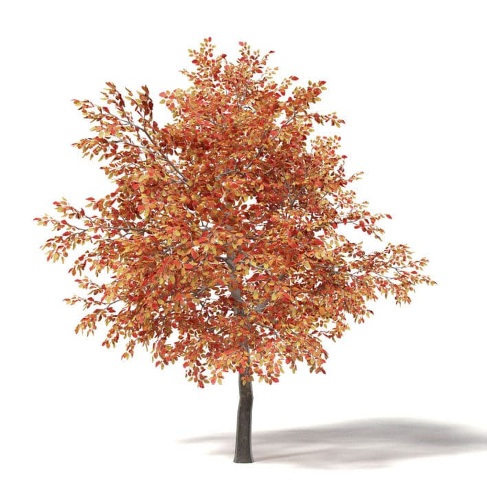 Alder 3D Model 3.2m