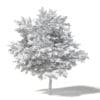 Alder 3D Model 3.2m - Image 2