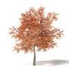 Alder 3D Model 3.2m - Image 3
