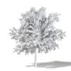 Alder 3D Model 3.2m - Image 4