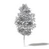 Alder 3D Model 5.8m - Image 2