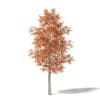 Alder 3D Model 5.8m - Image 3