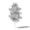 Alder 3D Model 5.8m - Image 4