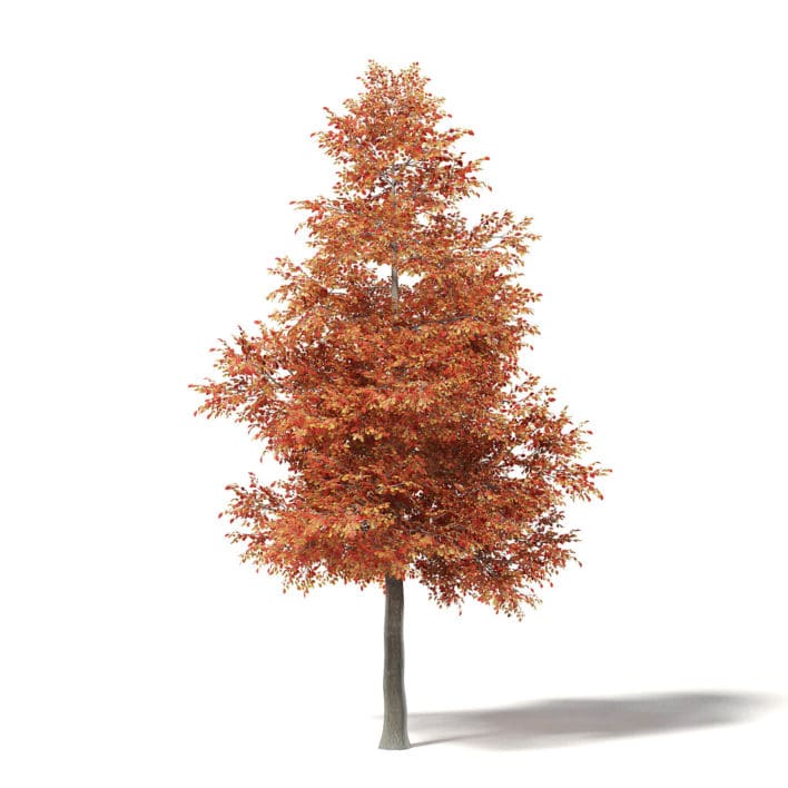 Alder 3D Model 8m