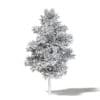 Alder 3D Model 8m - Image 4