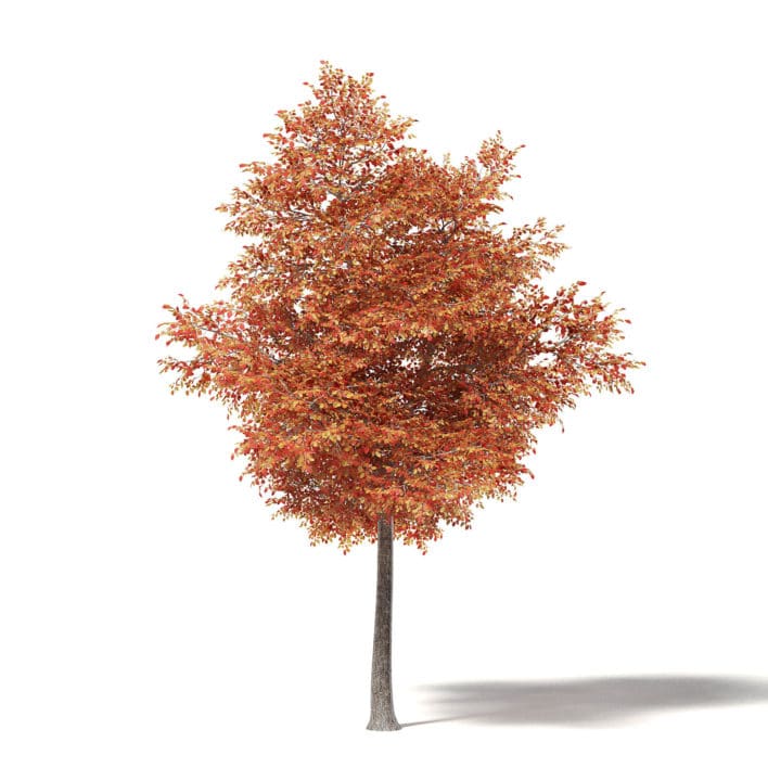 Alder 3D Model 6.7m