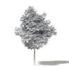 Alder 3D Model 6.7m - Image 2