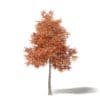 Alder 3D Model 6.7m - Image 3
