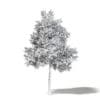 Alder 3D Model 6.7m - Image 4