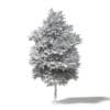 Alder 3D Model 7.2m - Image 2