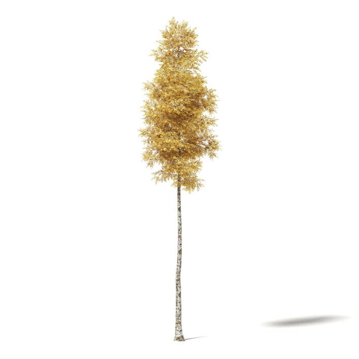 Silver Birch 3D Model 14.5m