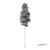 Silver Birch 3D Model 14.5m - Image 2
