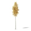 Silver Birch 3D Model 14.5m - Image 3