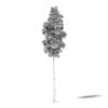 Silver Birch 3D Model 14.5m - Image 4