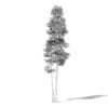 Silver Birch 3D Model 11m - Image 2