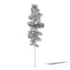Silver Birch 3D Model 11m - Image 4