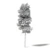 Silver Birch 3D Model 8.5m - Image 2