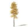 Silver Birch 3D Model 8.5m - Image 3