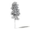 Silver Birch 3D Model 8.5m - Image 4
