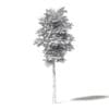 Silver Birch 3D Model 7m - Image 2