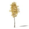 Silver Birch 3D Model 7m - Image 3