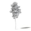 Silver Birch 3D Model 7m - Image 4
