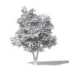 Silver Birch 3D Model 5.8m - Image 2