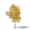 Silver Birch 3D Model 5.8m - Image 3
