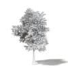 Silver Birch 3D Model 5.8m - Image 4