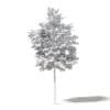 Silver Birch 3D Model 4.2m - Image 2