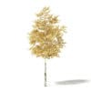 Silver Birch 3D Model 4.2m - Image 3