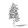 Silver Birch 3D Model 3.6m - Image 2