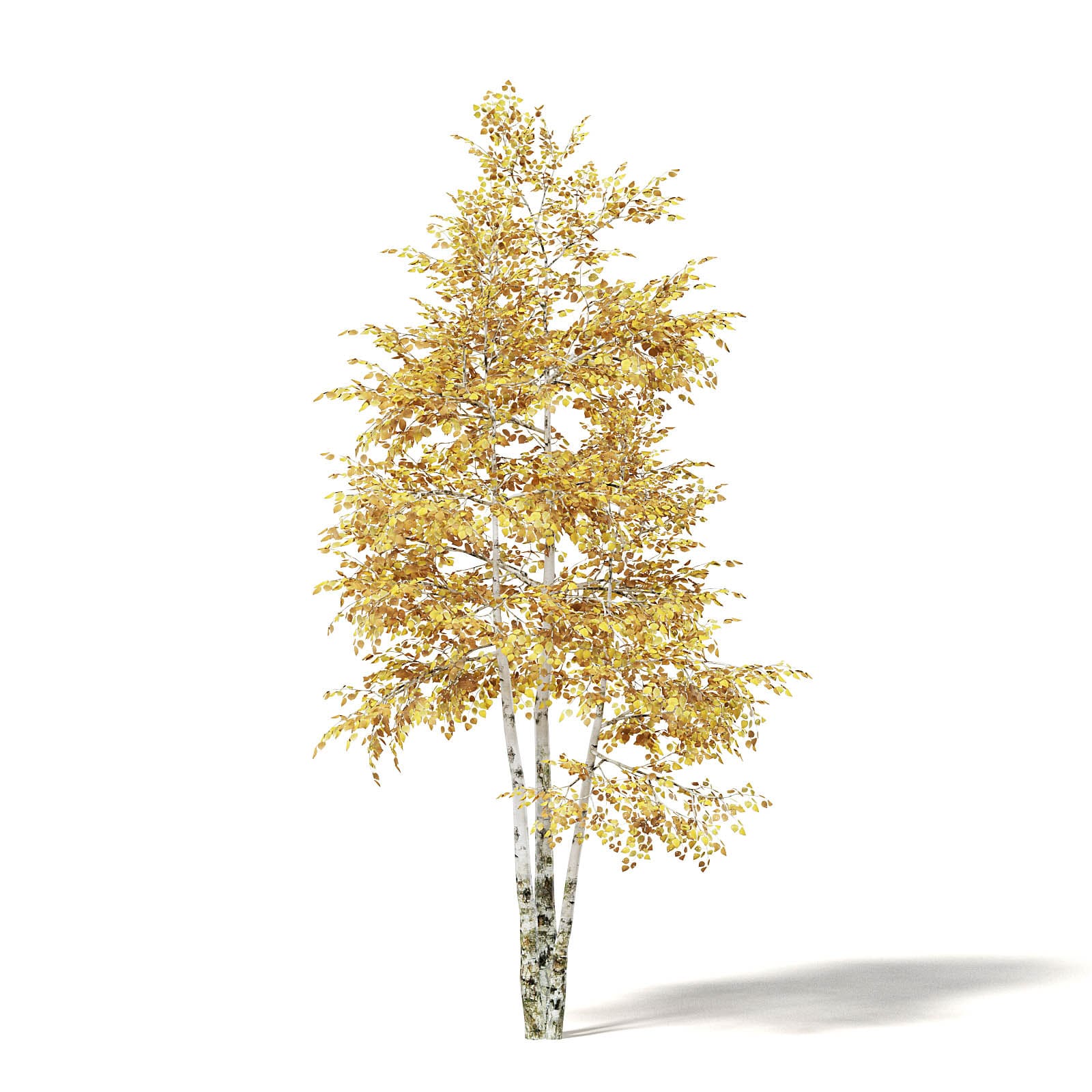 Silver Birch 3d Model 3 6m