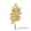 Silver Birch 3D Model 3.6m - Image 3