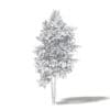 Silver Birch 3D Model 3.6m - Image 4