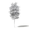 Silver Birch 3D Model 3.3m - Image 2