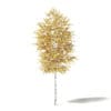 Silver Birch 3D Model 3.3m - Image 3