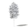 Silver Birch 3D Model 3.3m - Image 4