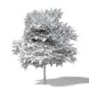 Field Maple 3D Model 5.8m - Image 2