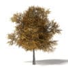 Field Maple 3D Model 5.8m - Image 3