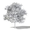 Field Maple 3D Model 5.8m - Image 4