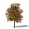 Field Maple 3D Model 8.5m - Image 3