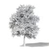 Field Maple 3D Model 8.5m - Image 4