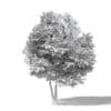 Field Maple 3D Model 10m - Image 2