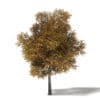 Field Maple 3D Model 10m - Image 3