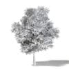 Field Maple 3D Model 10m - Image 4