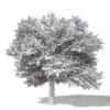 Field Maple 3D Model 10m - Image 2